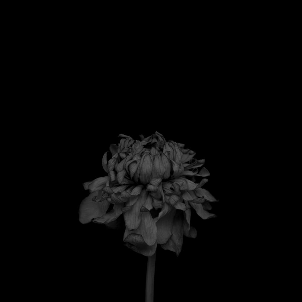 荷花 (黑) Lotus (black) by 近藤 悟 KONDO Satoru 