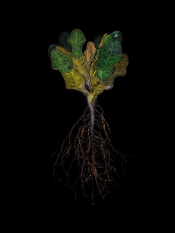 綠體記憶術-萵苣 Green Memory-Lettuce by 陳漢聲 CHEN Han Sheng, Image 1.