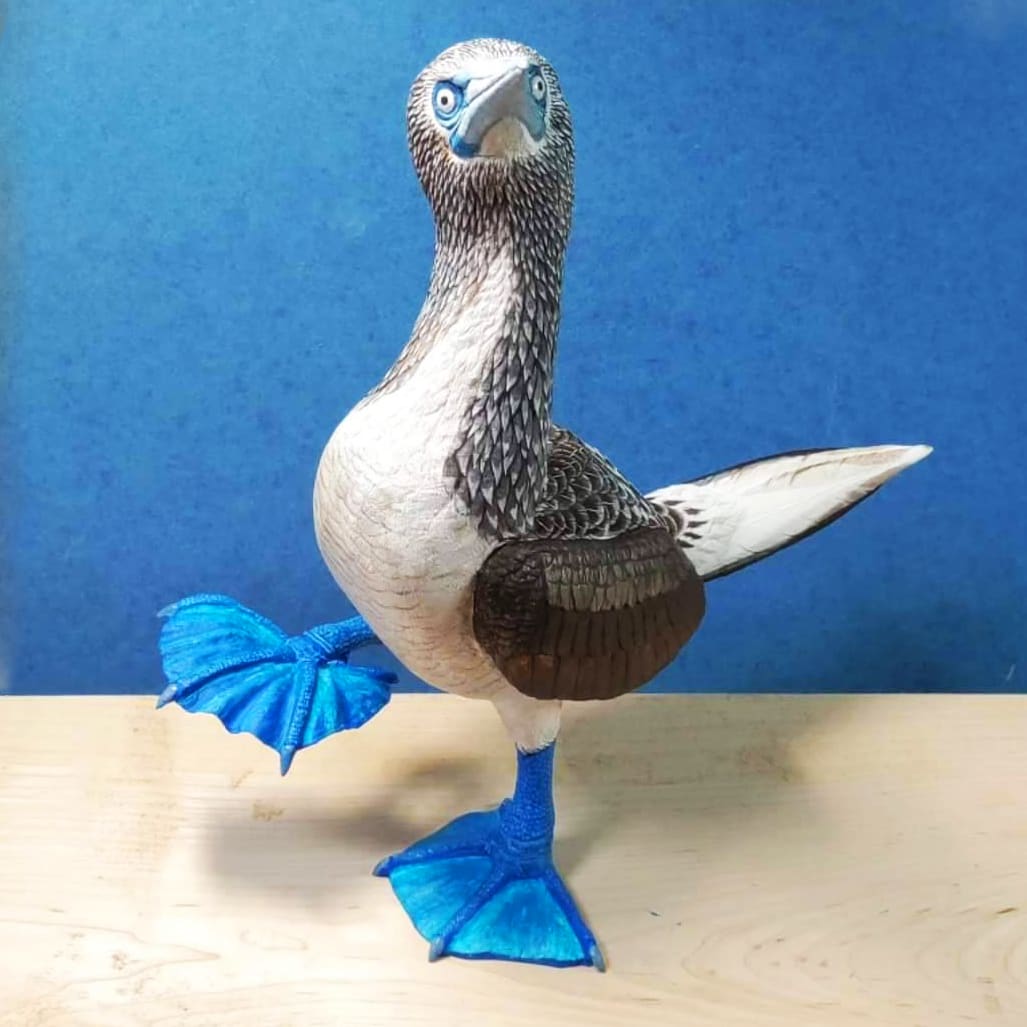青腳鰹鳥  Sula Nebouxii by 門永哲郎 TETUROU Kadonaga, Image 9.