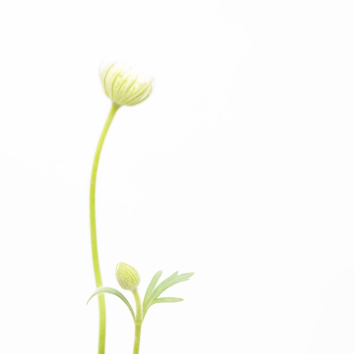 風輪花 一 Pincushion Flower 1 From The Collection Of Donna Art Artwork Archive