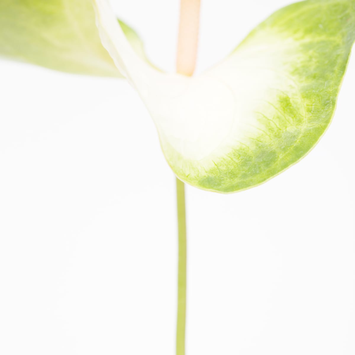 火鶴花 Anthurium by 近藤 悟 KONDO Satoru, Image 1.