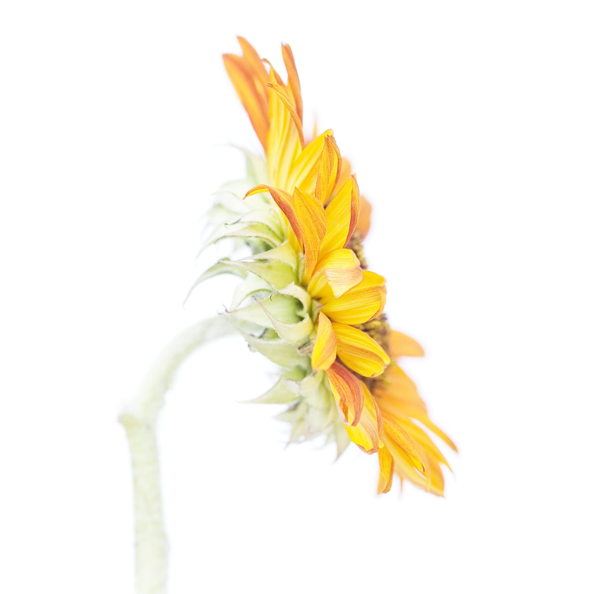 向日葵 Sunflower by 近藤 悟 KONDO Satoru, Image 1.