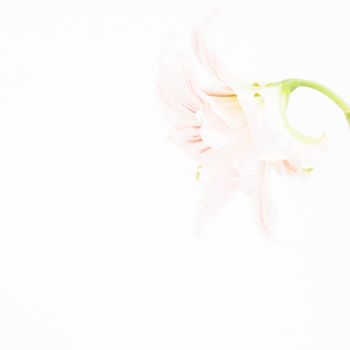 孤挺花 (一) Amaryllis 1 by 近藤 悟 KONDO Satoru, Image 1.