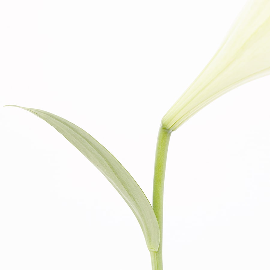 復活節百合 Easter Lily by 近藤 悟 KONDO Satoru 