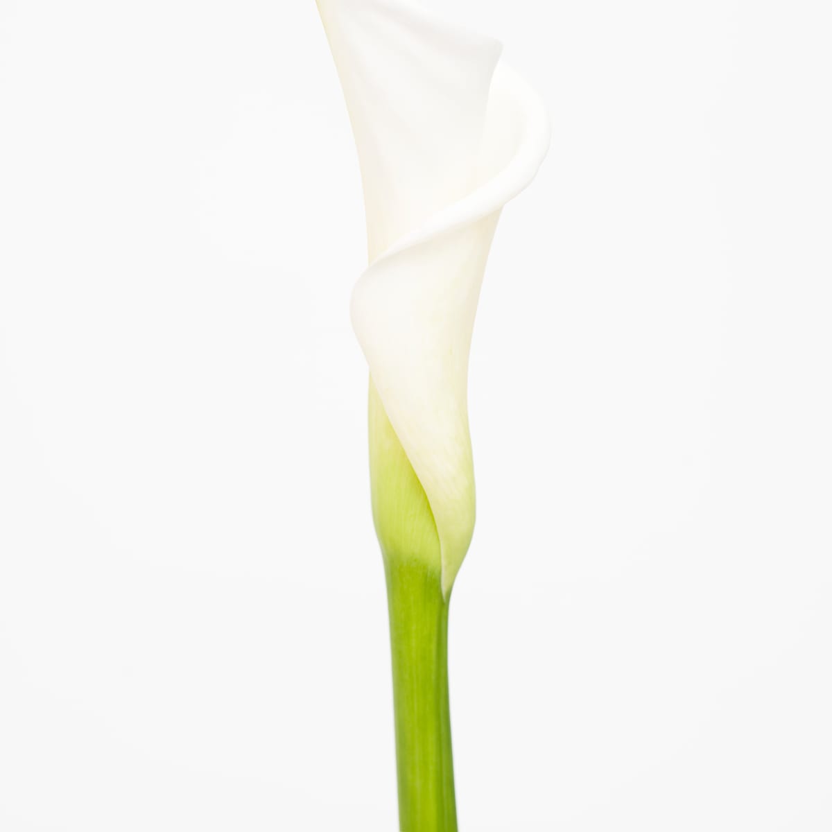 海芋(L)  Calla (L) by 近藤 悟 KONDO Satoru 