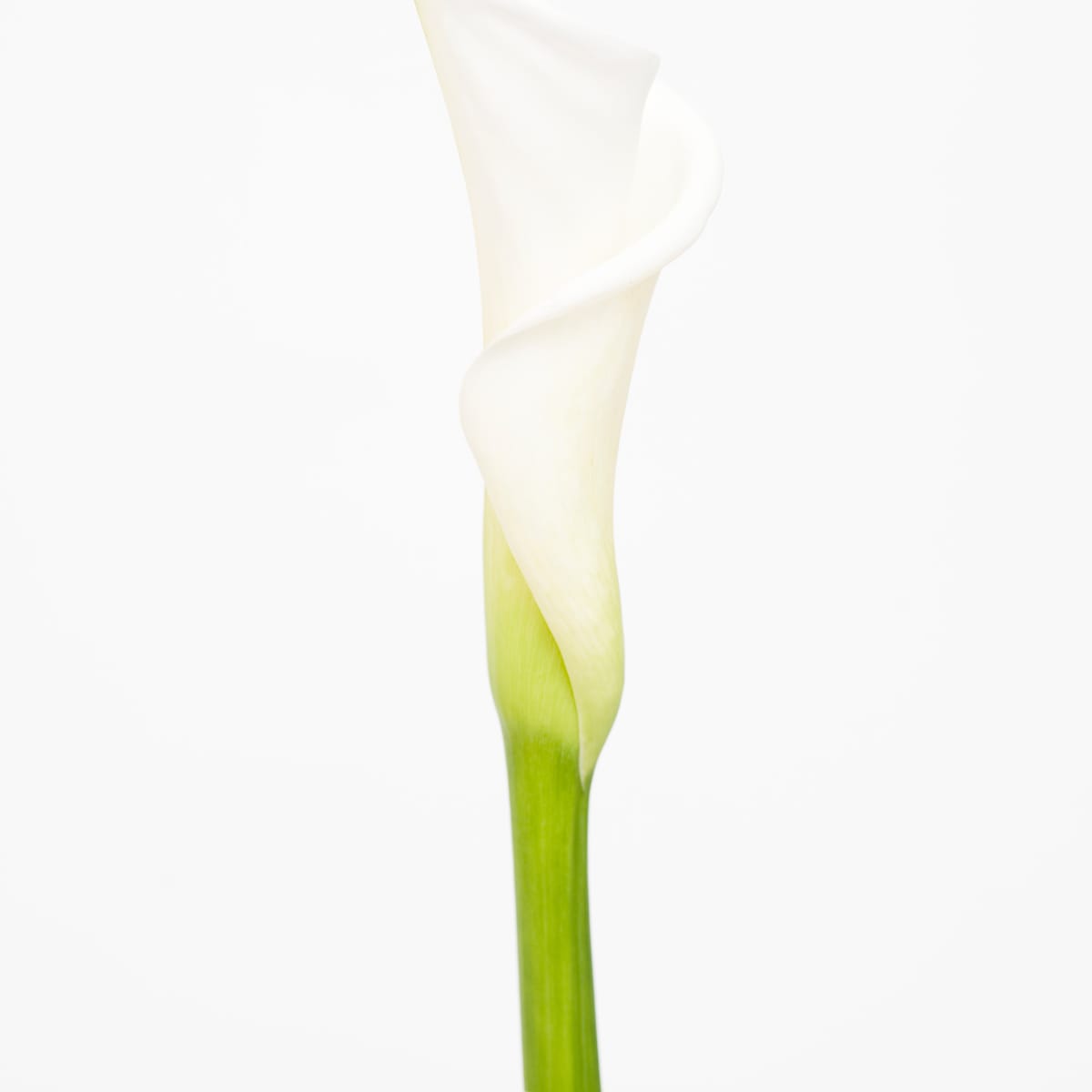 海芋(S) Calla (S) by 近藤 悟 KONDO Satoru, Image 1.