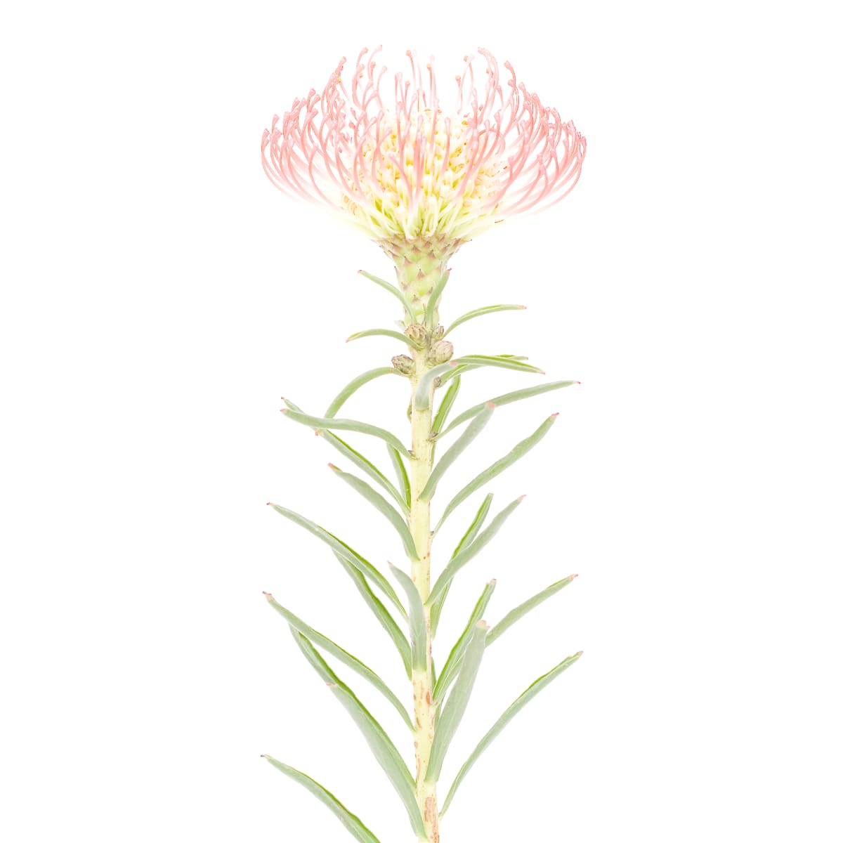 風輪花 (二) Pincushion Flower 2 by 近藤 悟 KONDO Satoru, Image 1.