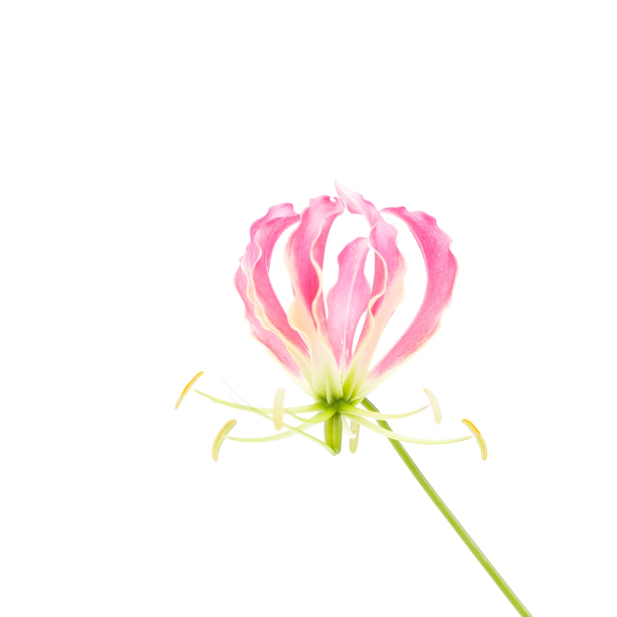 火焰百合 Gloriosa by 近藤 悟 KONDO Satoru, Image 1.
