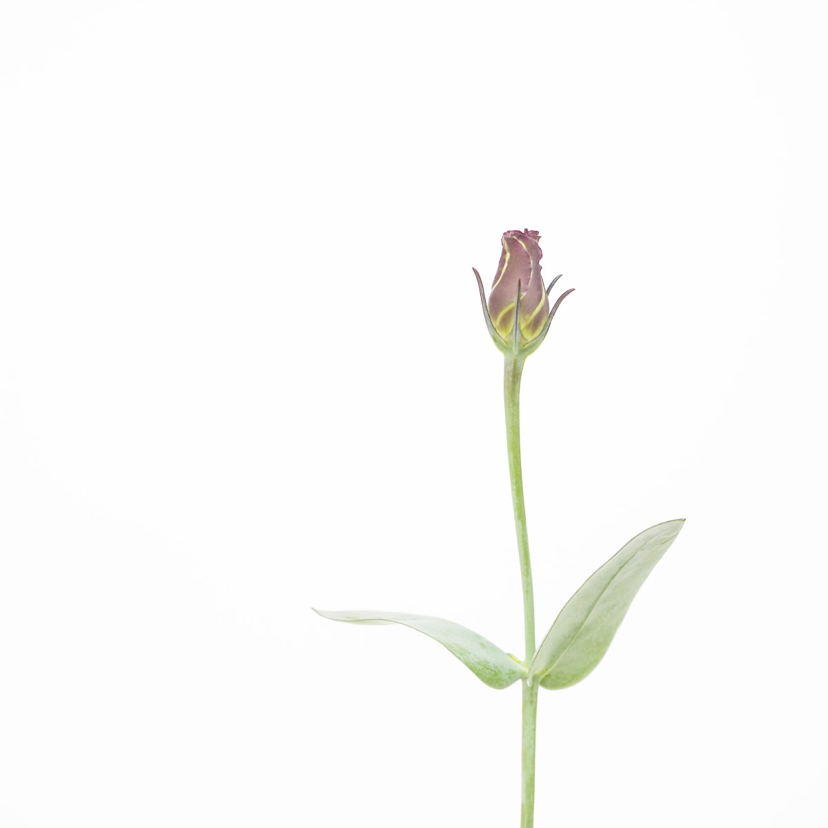 洋桔梗 Lisianthus by 近藤 悟 KONDO Satoru, Image 1.