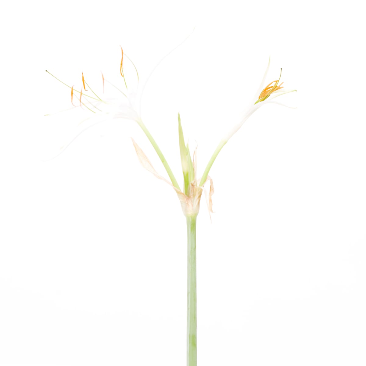 蜘蛛百合 Spider Lily by 近藤 悟 KONDO Satoru, Image 1.