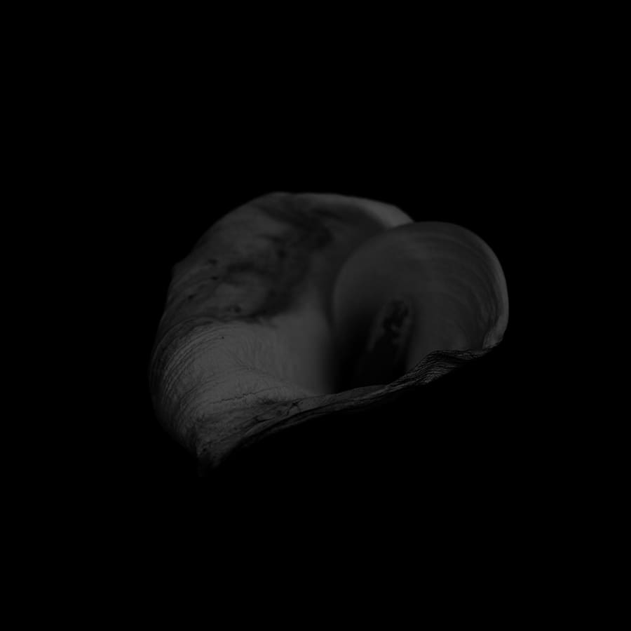 海芋 (黑)  Calla (black) by 近藤 悟 KONDO Satoru, Image 1.