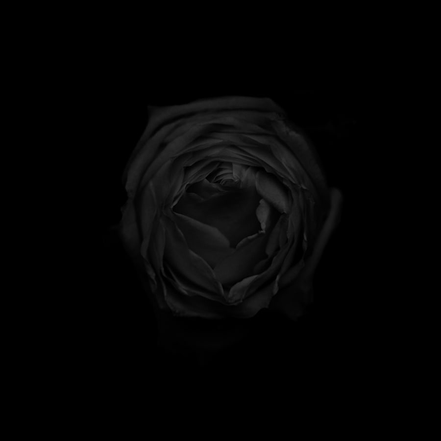 玫瑰 (黑)  Rose (black) by 近藤 悟 KONDO Satoru 