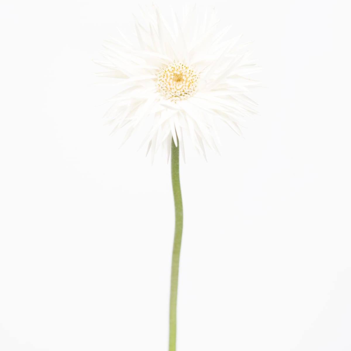 非洲菊 Transvaal Daisy by 近藤 悟 KONDO Satoru, Image 3.