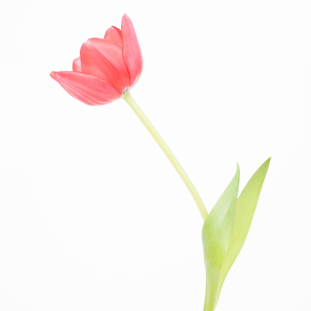 鬱金香 (M) Tulip (M) by 近藤 悟 KONDO Satoru, Image 1.