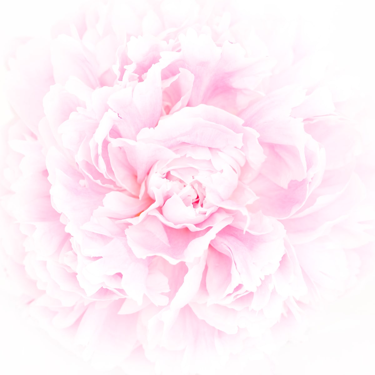 牡丹peony From The Collection Of Donna Art Artwork Archive