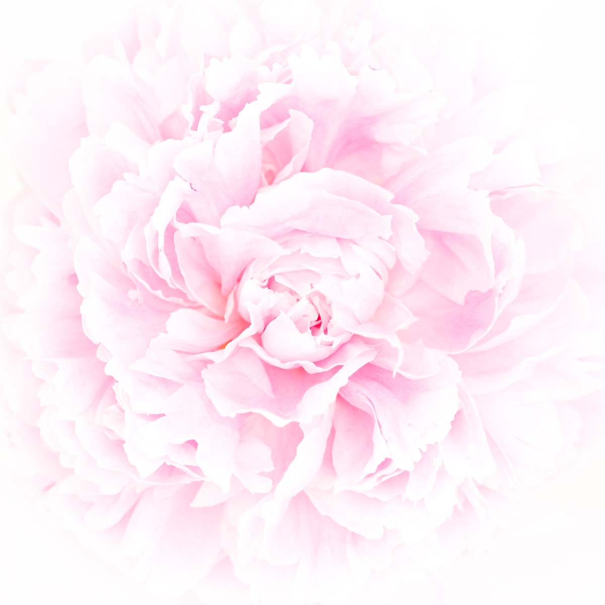 牡丹 Peony by 近藤 悟 KONDO Satoru, Image 1.
