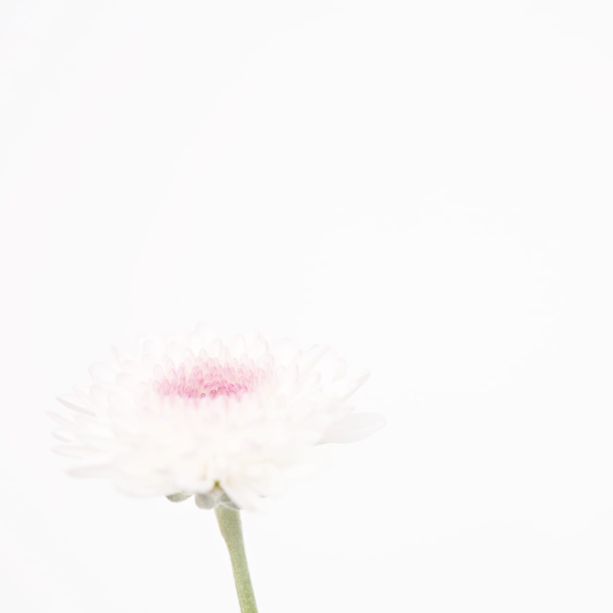 雛菊 Daisy by 近藤 悟 KONDO Satoru, Image 1.