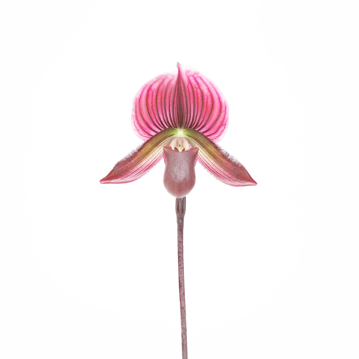 皇后杓蘭 Lady's Slipper by 近藤 悟 KONDO Satoru, Image 1.