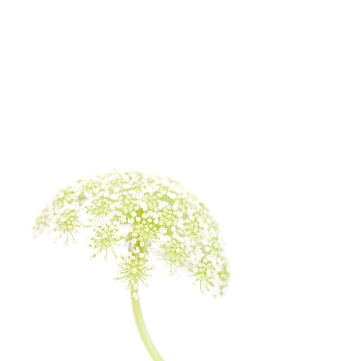 蕾絲花 (二) Lace flower 2 by 近藤 悟 KONDO Satoru, Image 1.