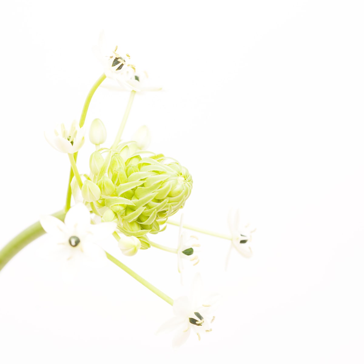 伯利恒之星 Ornithogalum Saundersiae by 近藤 悟 KONDO Satoru 