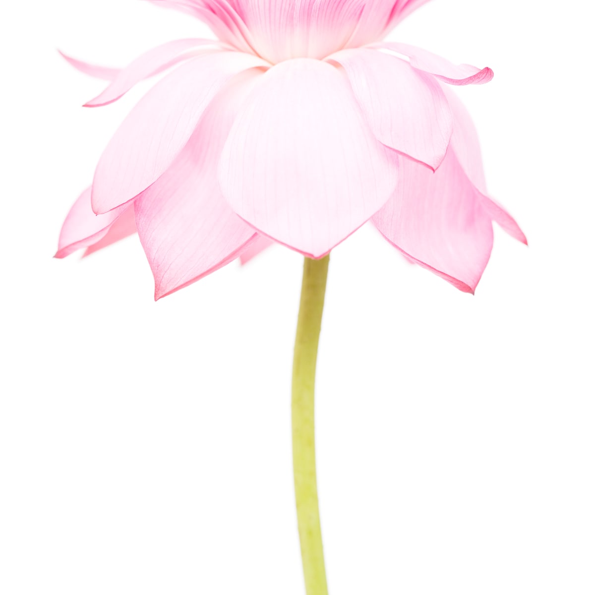 荷花 (二)  Lotus 2 by 近藤 悟 KONDO Satoru, Image 1.