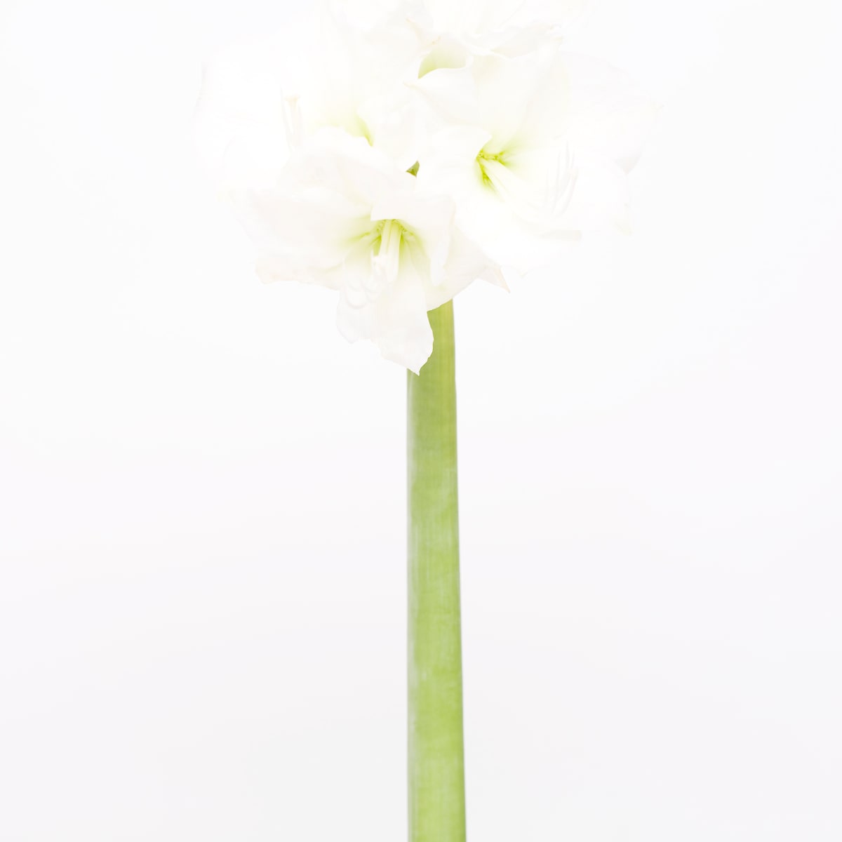 孤挺花 (二) Amaryllis 2 by 近藤 悟 KONDO Satoru, Image 1.
