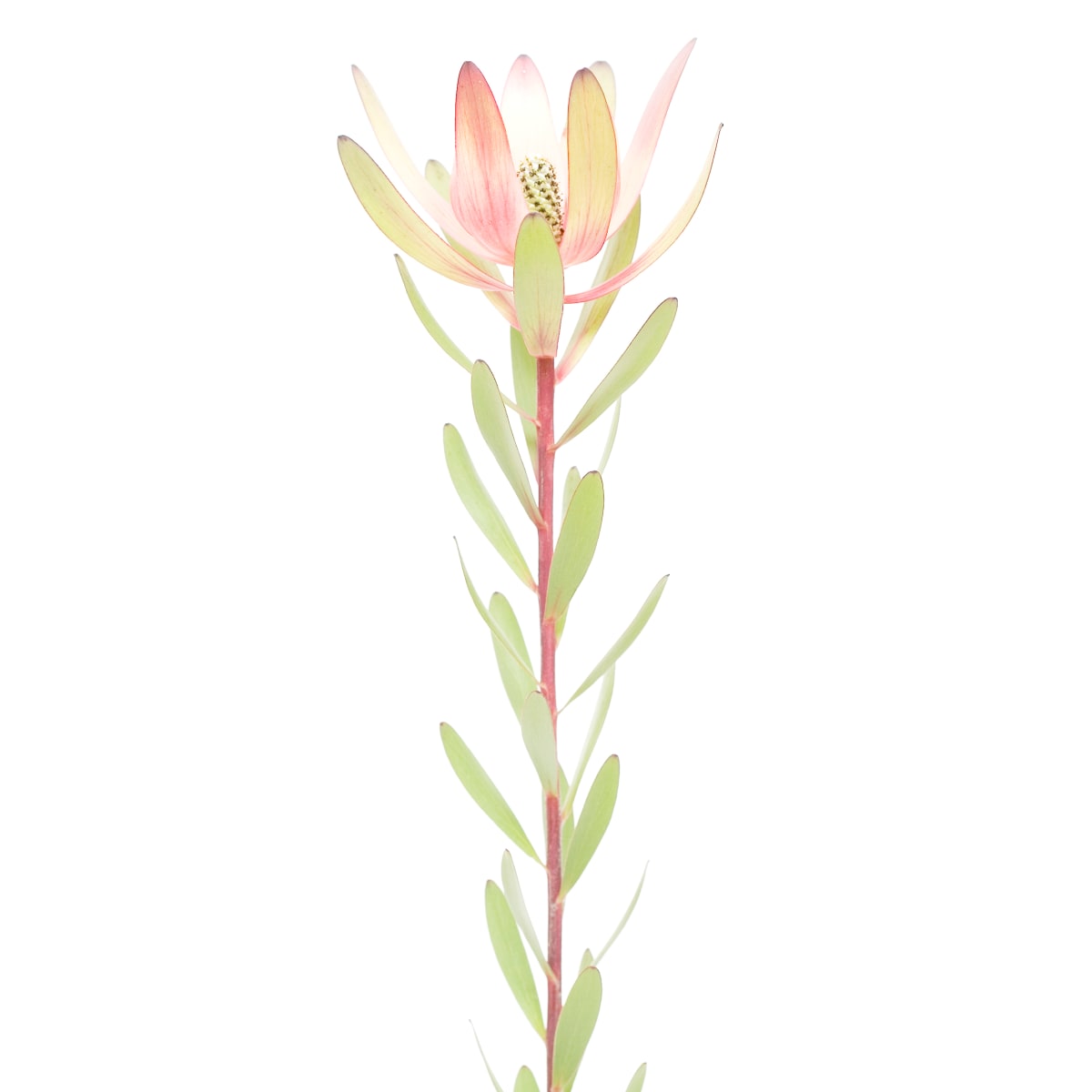 木百合 Leucadendron by 近藤 悟 KONDO Satoru, Image 3.