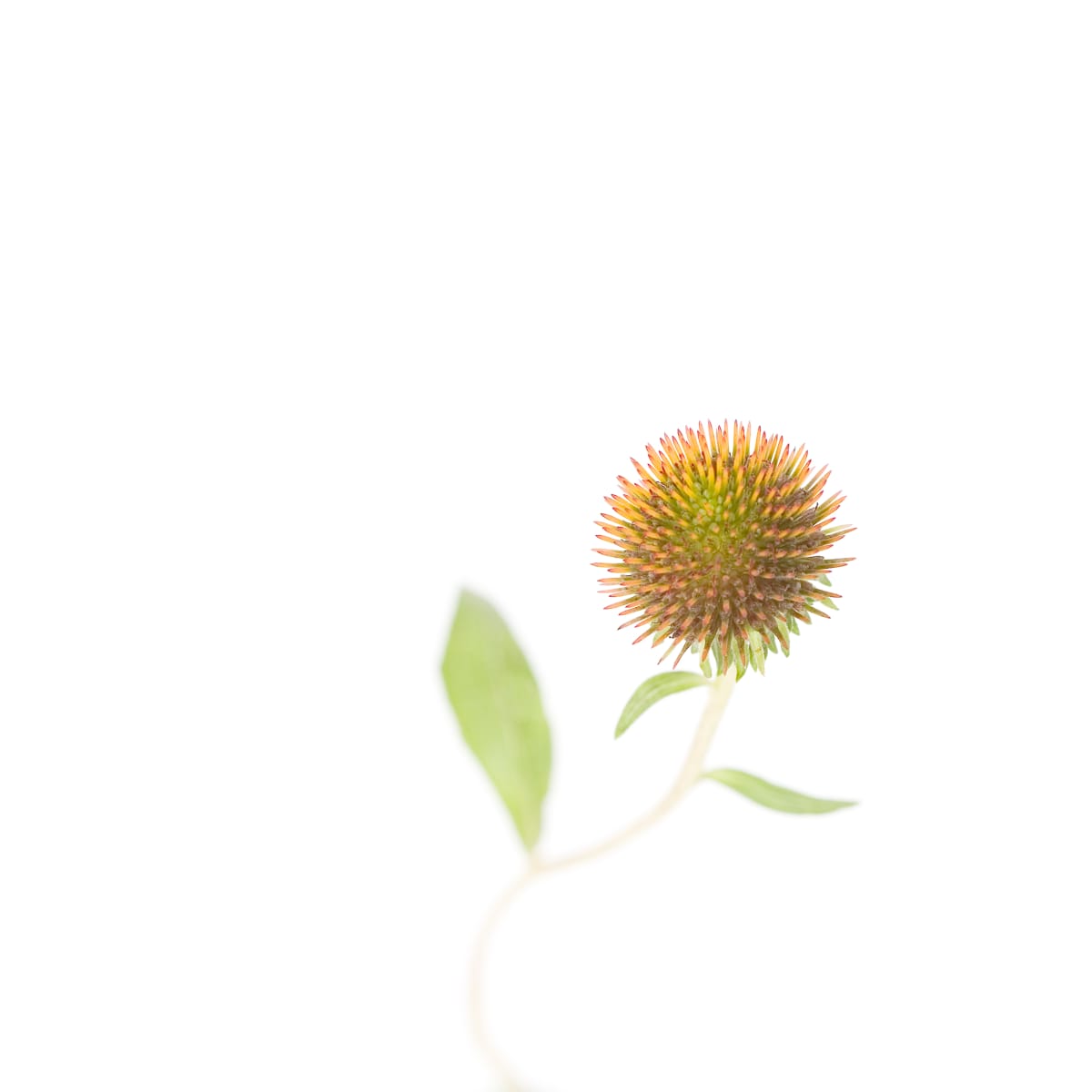 紫錐花 Coneflower by 近藤 悟 KONDO Satoru, Image 1.