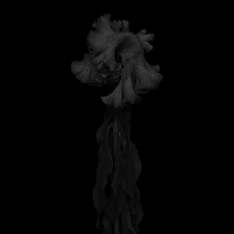 雞冠花 (黑) Cockscomb (black) by 近藤 悟 KONDO Satoru, Image 1.