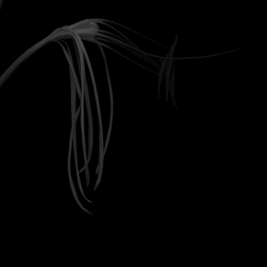 蜘蛛百合 (黑)  Spider Lily (black) by 近藤 悟 KONDO Satoru, Image 1.