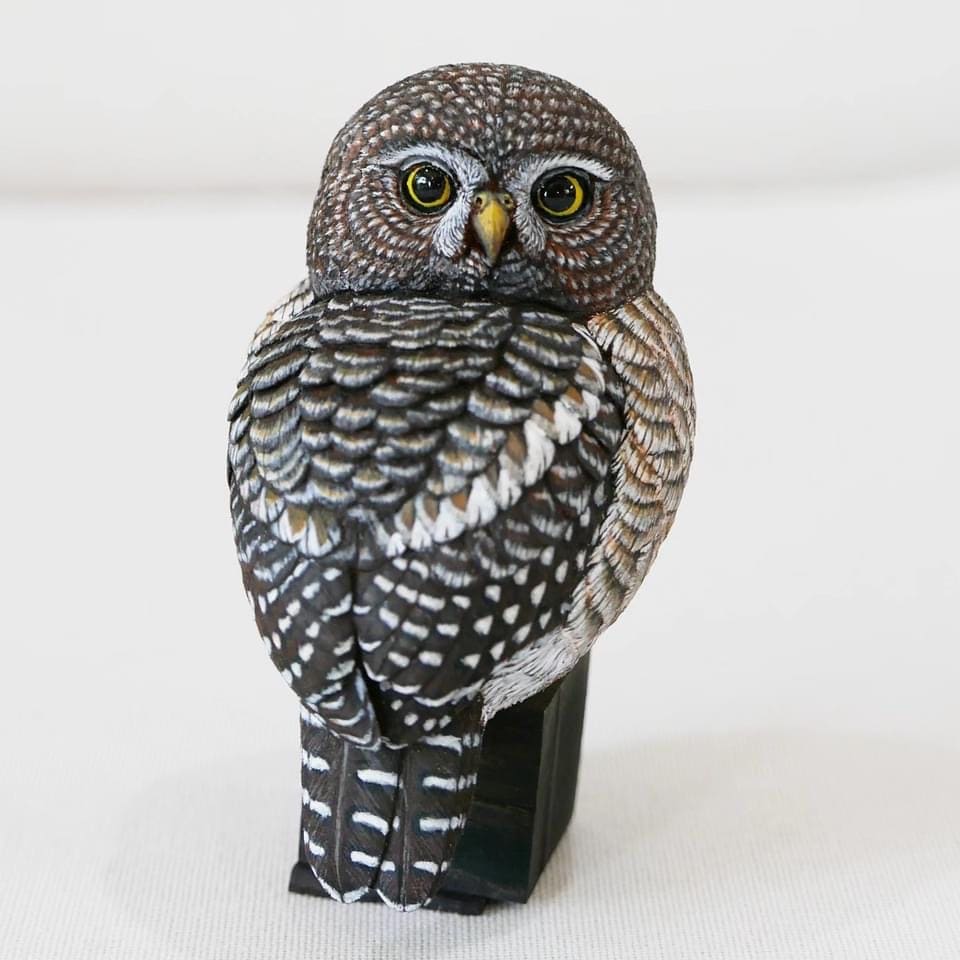 小貓頭鷹 Little Owl by 門永哲郎 TETUROU Kadonaga 