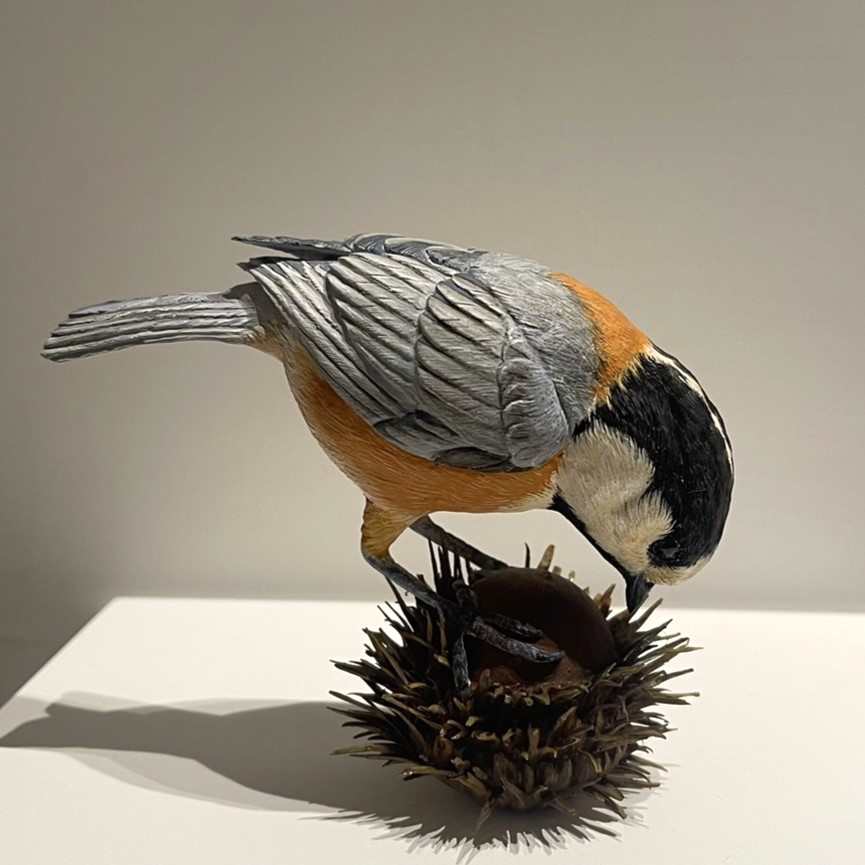 麻櫟與山雀 Sawtooth Oak & Mountain Tit by 門永哲郎 TETUROU Kadonaga, Image 3.
