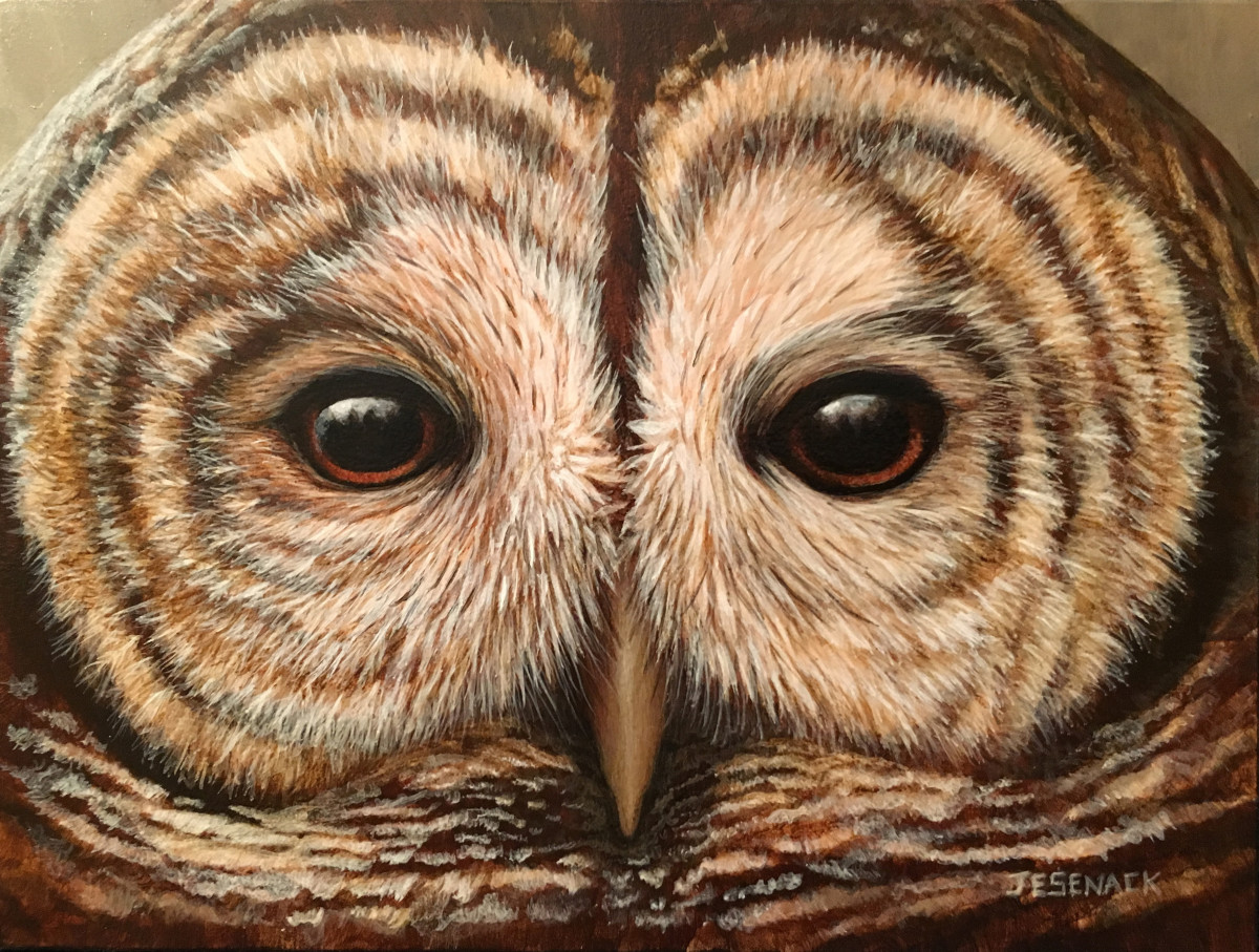 barn owl eye