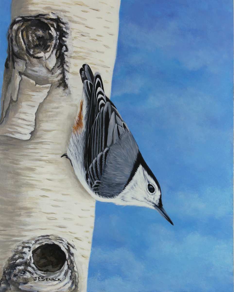 #341 Headfirst-White Breasted Nuthatch by J Elaine Senack, Image 1.