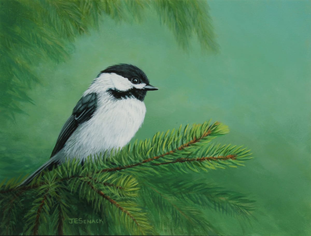 #351 Pine Perch (Chickadee) by J Elaine Senack 