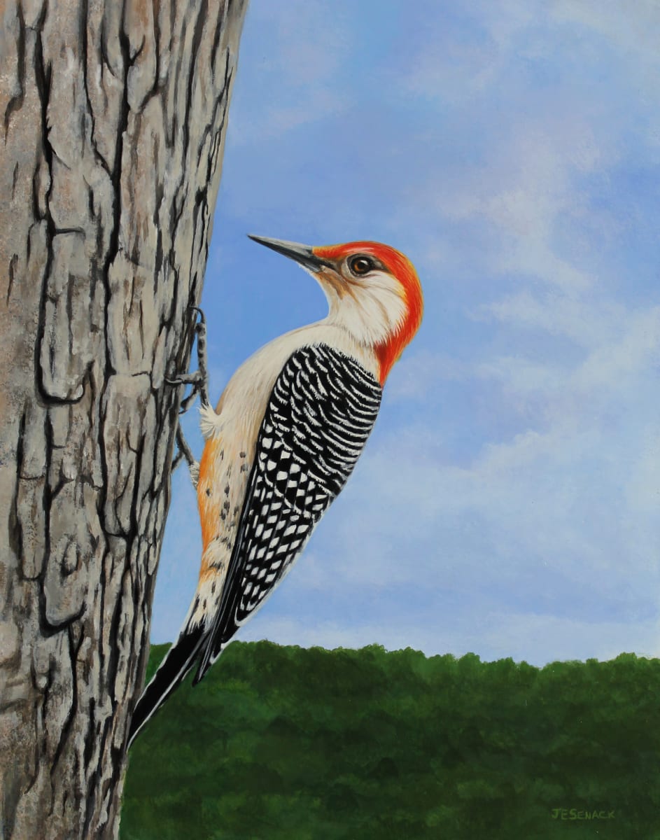 #340 Red-bellied Woodpecker by J Elaine Senack 