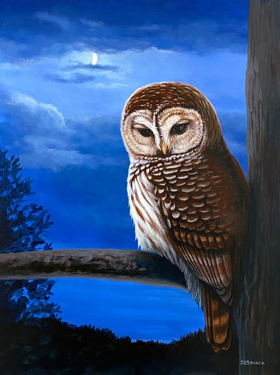 #380 Moonlight Watch (Barred Owl) by J Elaine Senack 