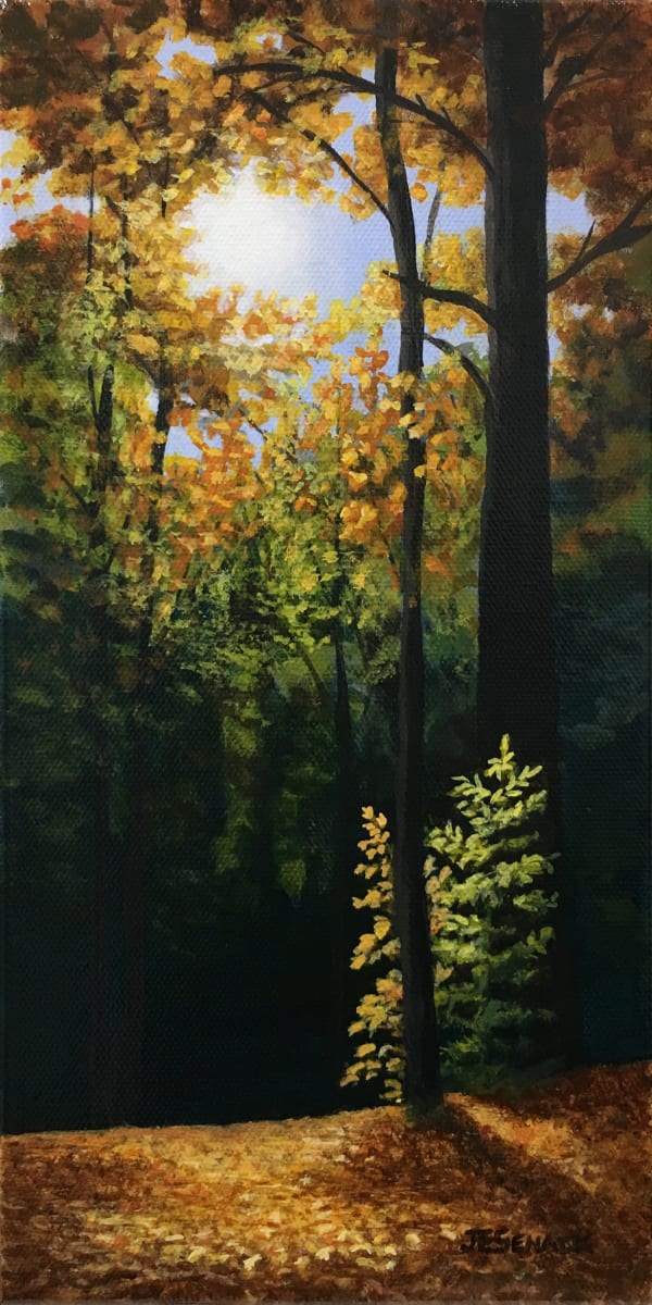 #254 Sunlight in the Woods by J Elaine Senack 