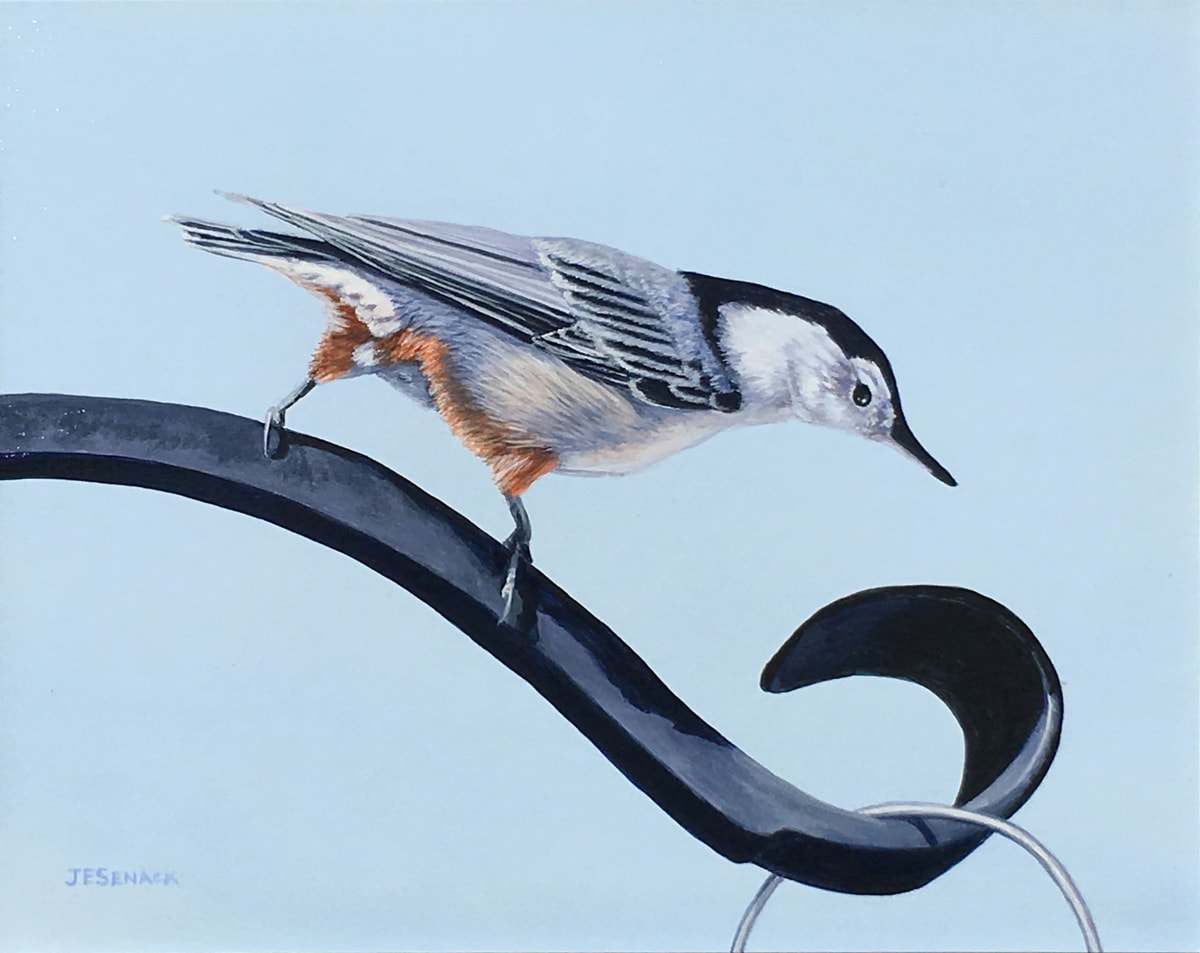 #286 White Breasted Nuthatch by J Elaine Senack 