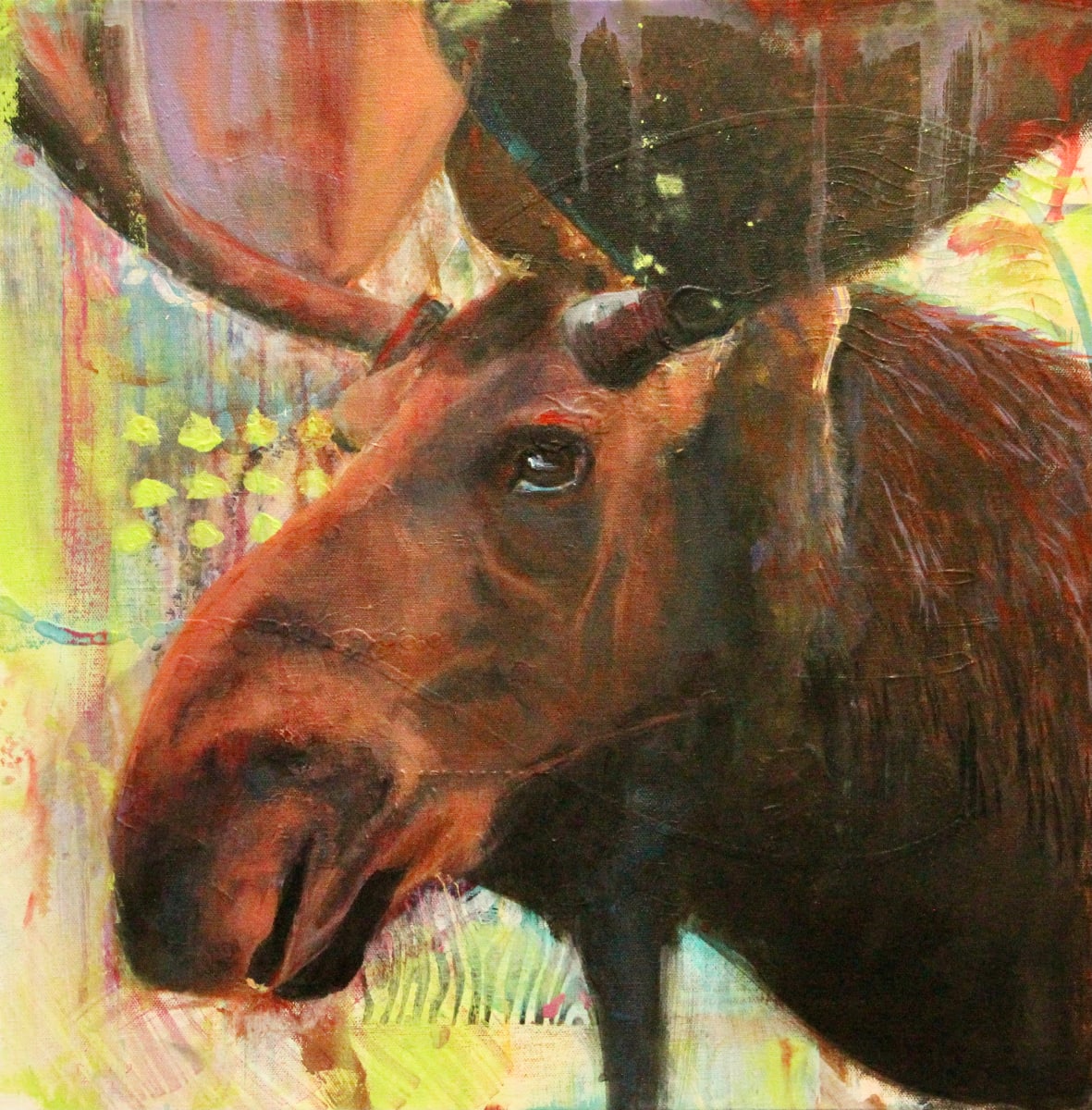 Moose Magnificence, Image 1.