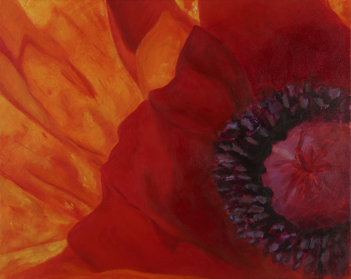 Poppy study by Leslie Cline 