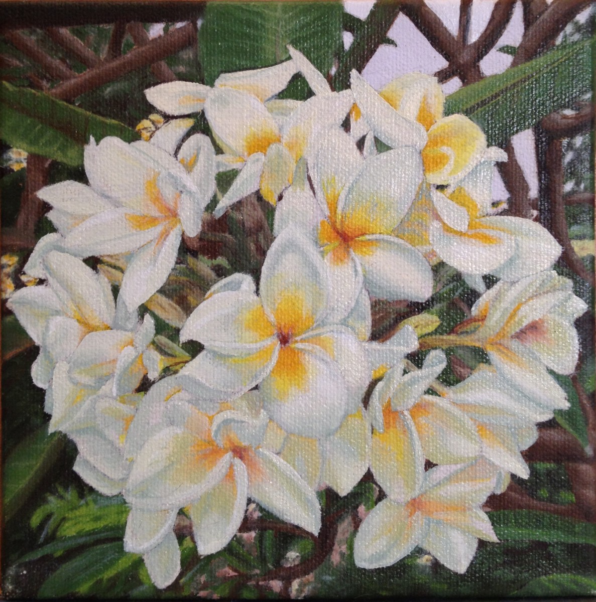 Bermudian Frangipani by Barbara Teusink 