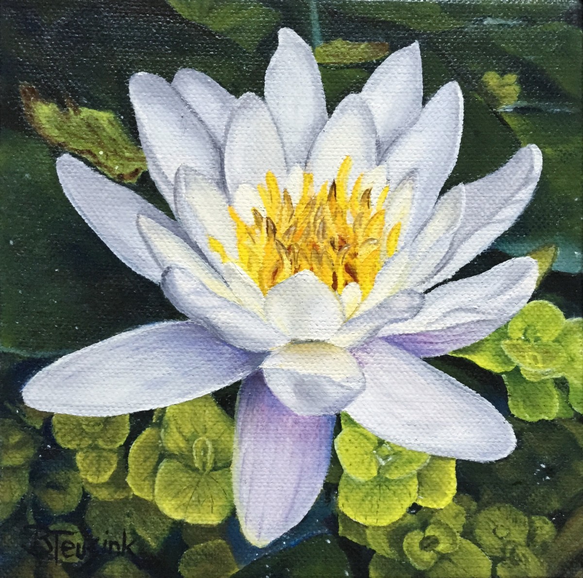 Caymanian Water Lily by Barbara Teusink 