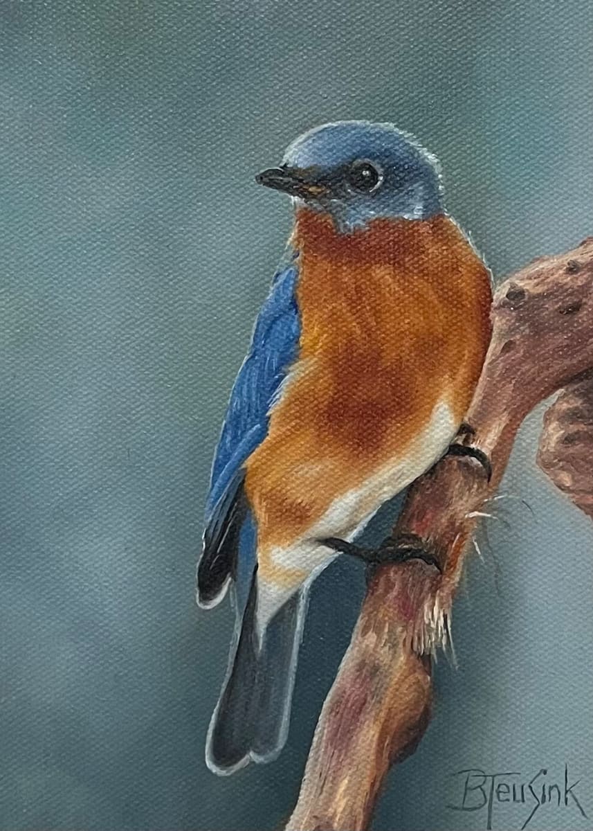 Eastern Bluebird by Barbara Teusink  Image: 'Eastern Bluebird' Unframed