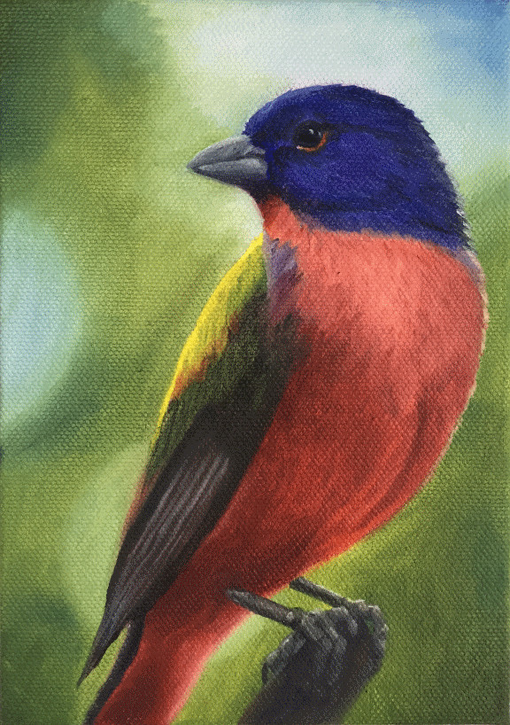 Painted Bunting by Barbara Teusink 