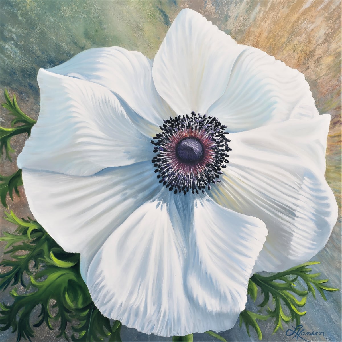 White Poppy Anemone 