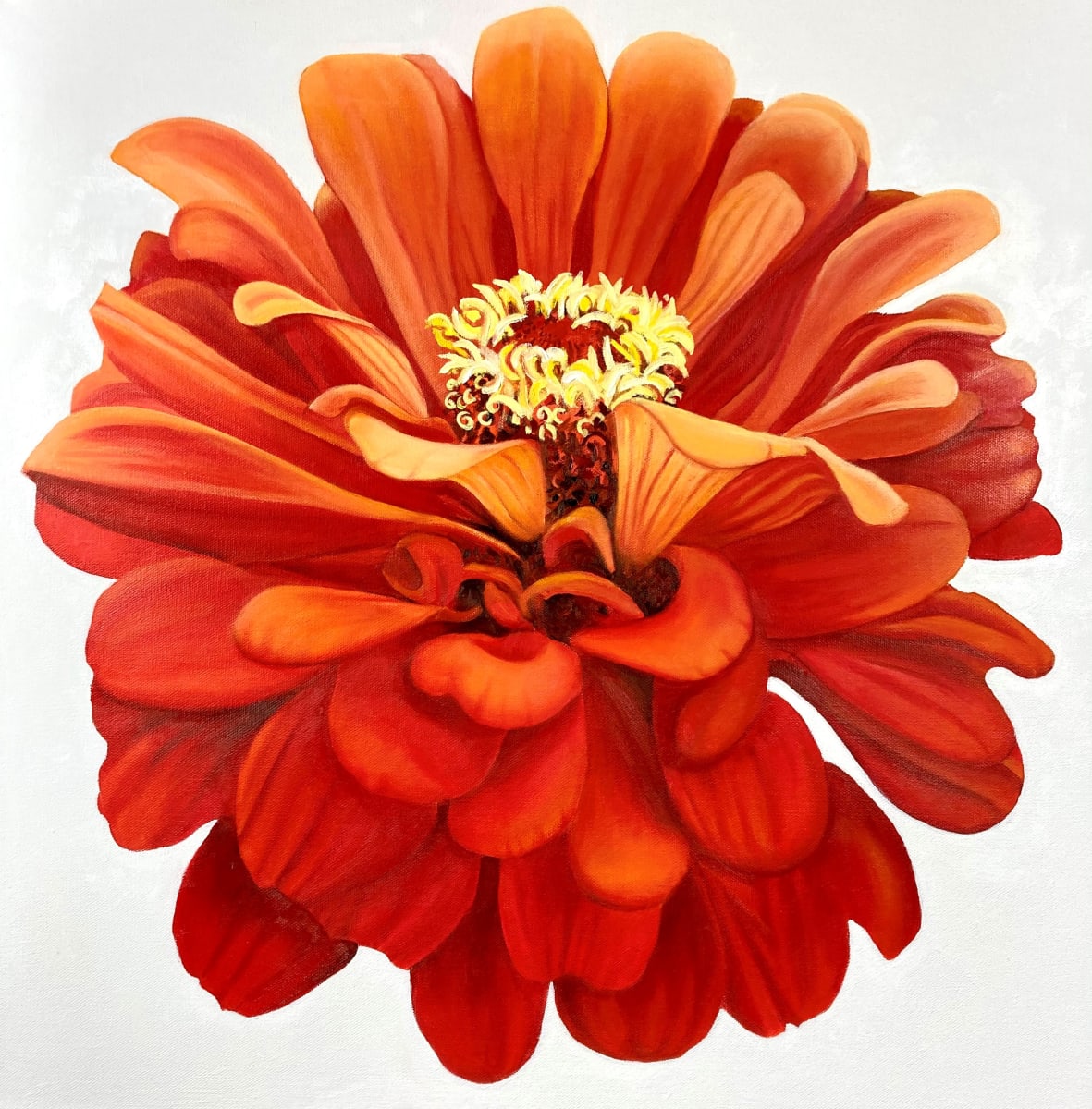 Zinnia 