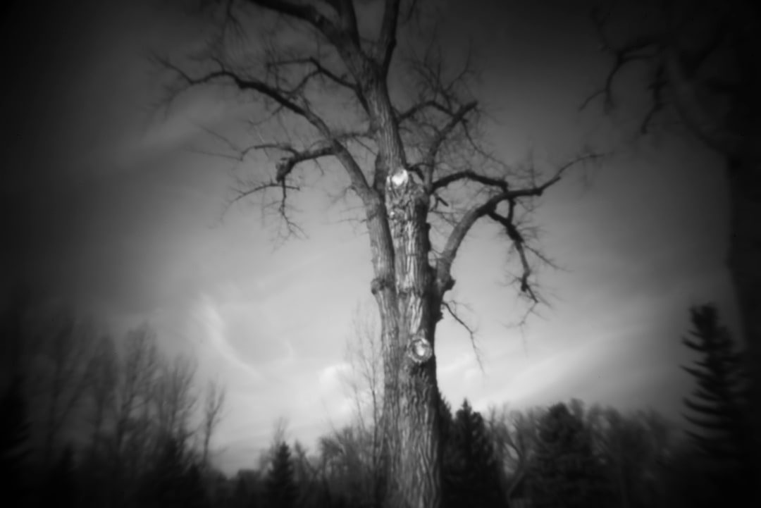 Amputated Tree by Susan Moldenhauer, Image 1.