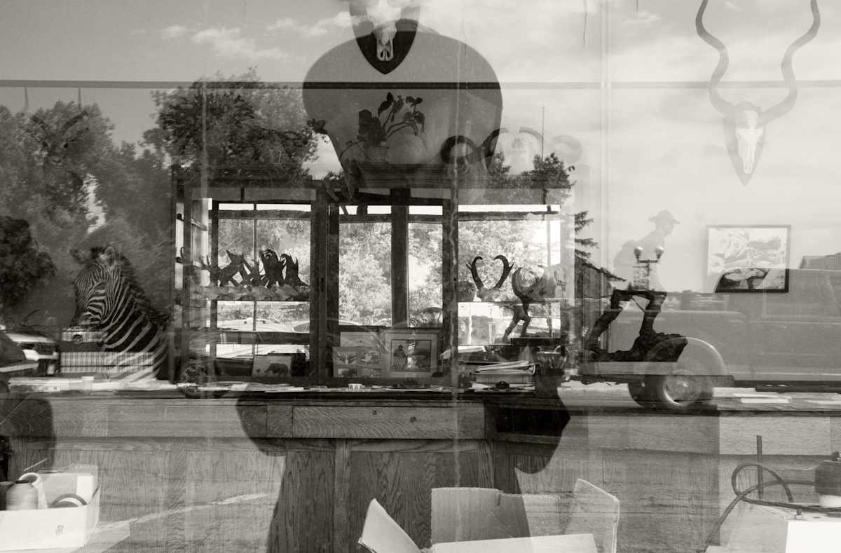 Wild by Susan Moldenhauer 