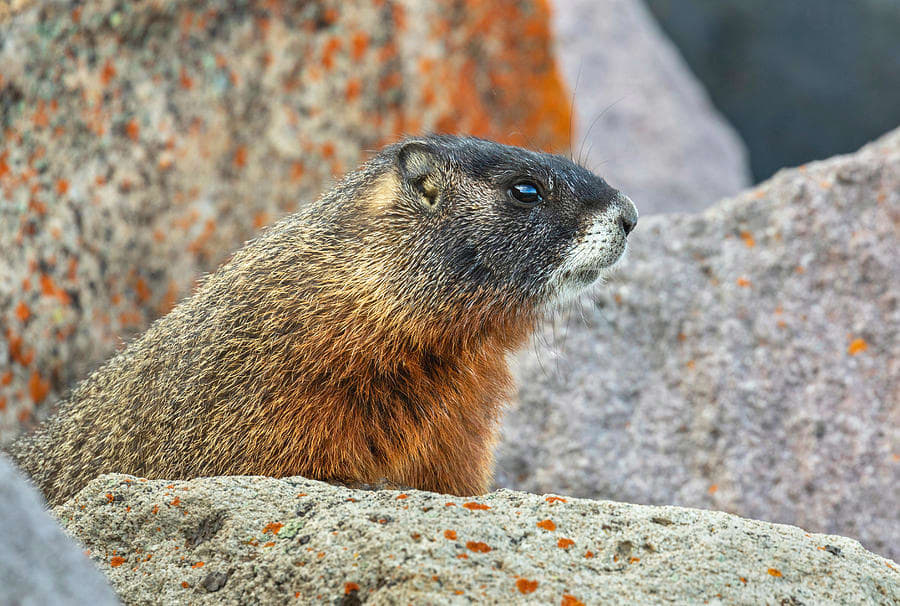 Yellow-Bellied Marmot in Rocks by  Ivan Kuzmin 